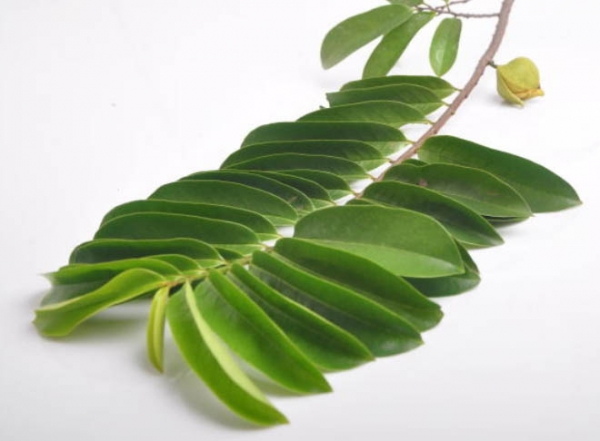 Graviola Leaves Exporters India
